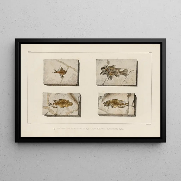 Recherches sur les poissons fossiles Pl355 - Louis Agassiz — framed artwork on a wall