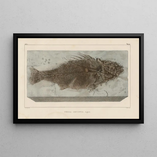 Recherches sur les poissons fossiles Pl356 - Louis Agassiz — framed artwork on a wall