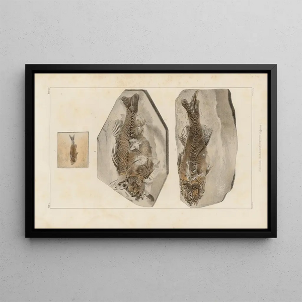 Recherches sur les poissons fossiles Pl358 - Louis Agassiz — framed artwork on a wall