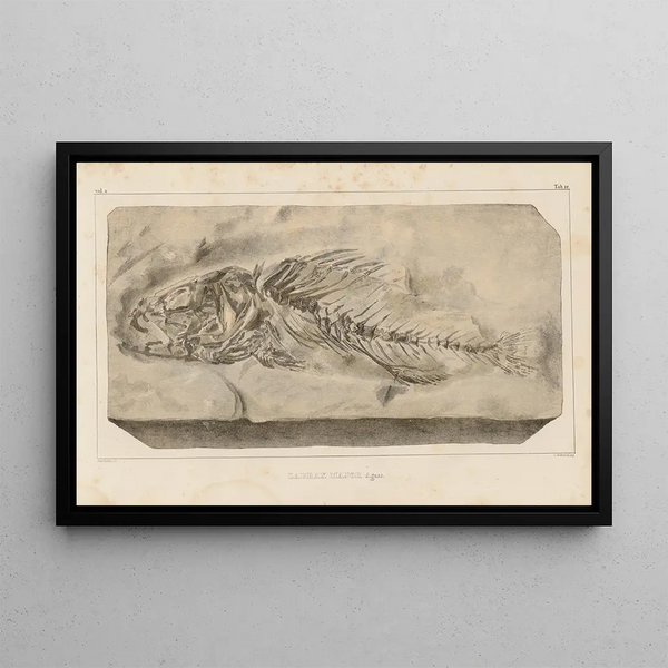 Recherches sur les poissons fossiles Pl. 359 - Louis Agassiz — framed artwork on a wall