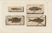 Recherches sur les poissons fossiles, Pl. 360 - Louis Agassiz — artwork view