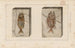 Recherches sur les poissons fossiles Pl361 - Louis Agassiz — artwork view