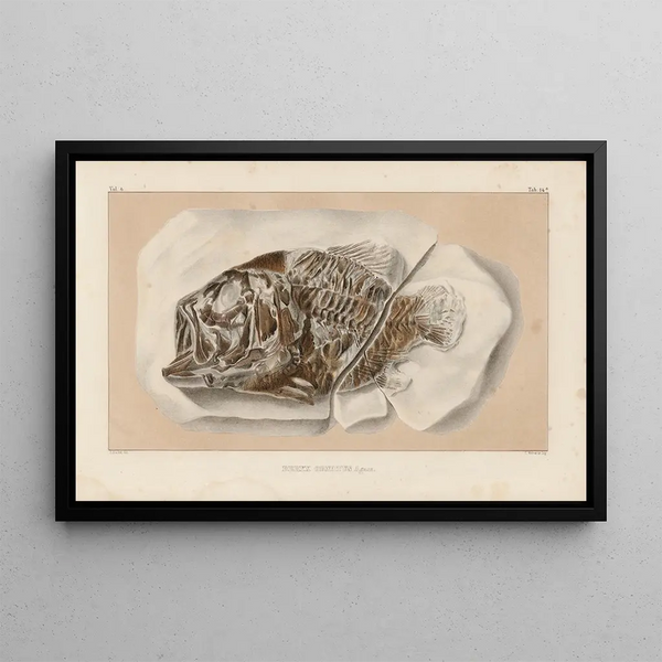 Recherches sur les poissons fossiles Pl362 - Louis Agassiz — framed artwork on a wall