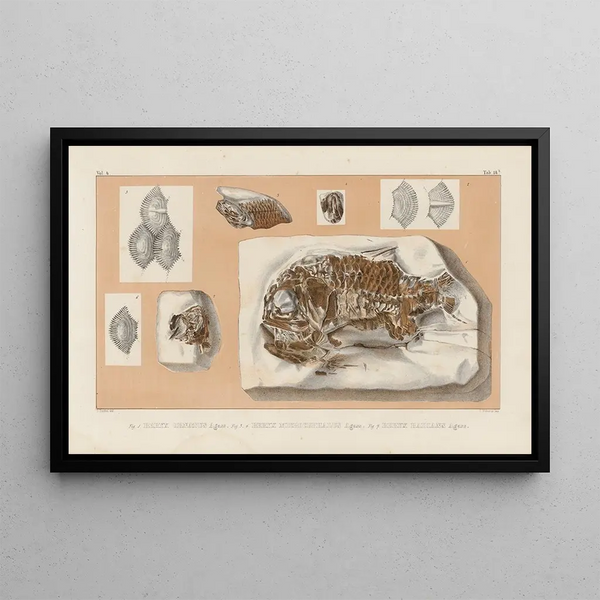 Recherches sur les Poissons Fossiles Pl363 - Louis Agassiz — framed artwork on a wall
