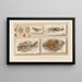 Recherches sur les poissons fossiles Pl364 - Louis Agassiz — framed artwork on a wall