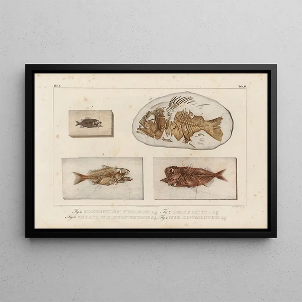 Recherches sur les poissons fossiles, pl. 367 - Louis Agassiz — framed artwork on a wall