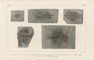 Louis Agassiz - Recherches sur les poissons fossiles Pl368.webp
