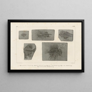 Louis Agassiz - Recherches sur les poissons fossiles Pl368.webp