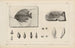 Recherches sur les poissons fossiles Pl370 - Louis Agassiz — artwork view