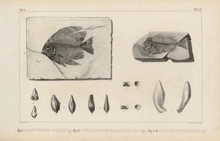 Recherches sur les poissons fossiles Pl370 - Louis Agassiz — artwork view