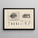 Recherches sur les poissons fossiles Pl370 - Louis Agassiz — framed artwork on a wall