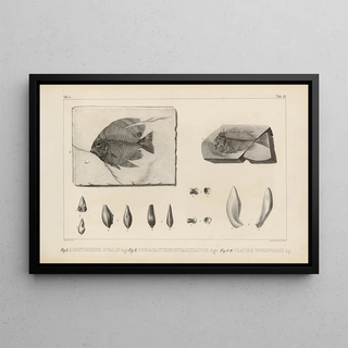 Recherches sur les poissons fossiles Pl370 - Louis Agassiz — framed artwork on a wall