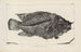Recherches sur les poissons fossiles Pl371 - Louis Agassiz — artwork view