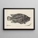 Recherches sur les poissons fossiles Pl371 - Louis Agassiz — framed artwork on a wall
