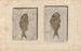 Recherches sur les Poissons Fossiles Pl. 374 - Louis Agassiz — artwork view