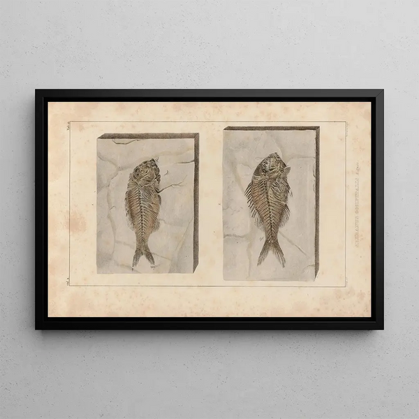 Recherches sur les Poissons Fossiles Pl. 374 - Louis Agassiz — framed artwork on a wall