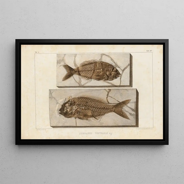 Recherches sur les poissons fossiles, Pl375 - Louis Agassiz — framed artwork on a wall
