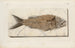 Recherches sur les poissons fossiles Pl376 - Louis Agassiz — artwork view