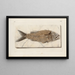 Recherches sur les poissons fossiles Pl376 - Louis Agassiz — framed artwork on a wall