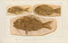 Recherches sur les poissons fossiles Pl378 - Louis Agassiz — artwork view