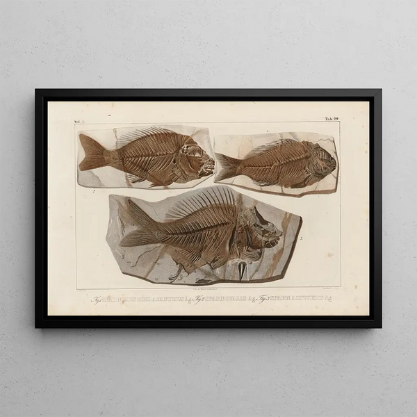 Recherches sur les poissons fossiles Pl379 - Louis Agassiz — framed artwork on a wall