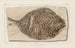 Recherches sur les poissons fossiles Pl380 - Louis Agassiz — artwork view