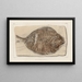 Recherches sur les poissons fossiles Pl380 - Louis Agassiz — framed artwork on a wall