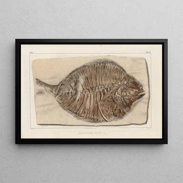Recherches sur les poissons fossiles Pl380 - Louis Agassiz — framed artwork on a wall
