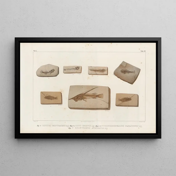 Recherches sur les poissons fossiles Pl382 - Louis Agassiz — framed artwork on a wall