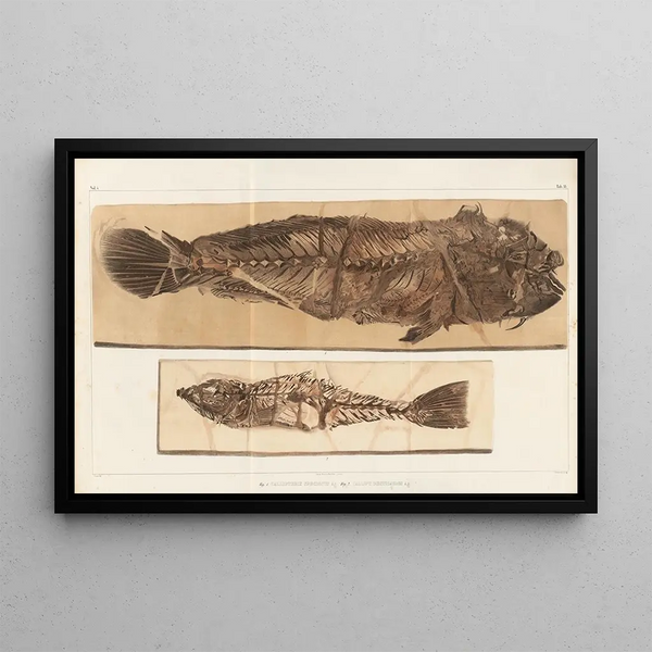 Recherches sur les poissons fossiles, Pl. 383 - Louis Agassiz — framed artwork on a wall