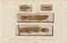Recherches sur les poissons fossiles Pl384 - Louis Agassiz — artwork view