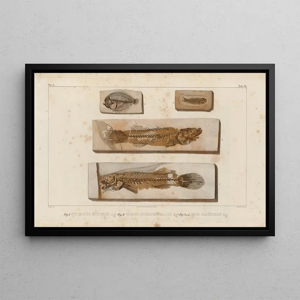 Recherches sur les poissons fossiles Pl384 - Louis Agassiz — framed artwork on a wall