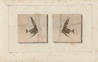 Louis Agassiz - Recherches sur les poissons fossiles Pl387.webp