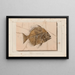 Recherches sur les poissons fossiles Pl391 - Louis Agassiz — framed artwork on a wall