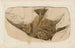 Recherches sur les poissons fossiles Pl392 - Louis Agassiz — artwork view