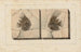 Recherches sur les poissons fossiles, Pl. 394 - Louis Agassiz — artwork view
