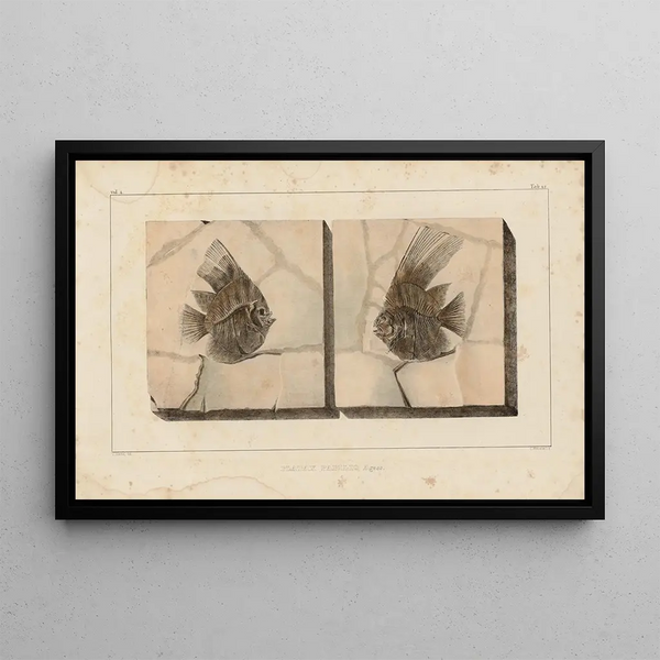 Recherches sur les poissons fossiles, Pl. 394 - Louis Agassiz — framed artwork on a wall
