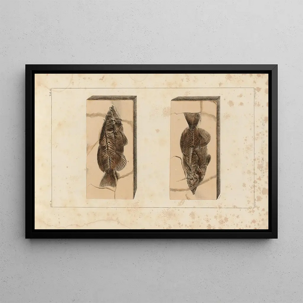 Recherches sur les poissons fossiles Pl. 395 - Louis Agassiz — framed artwork on a wall