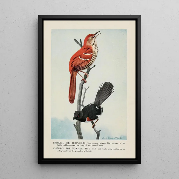 Brownie le moqueur Chewink le tohi - Louis Agassiz Fuertes — framed artwork on a wall