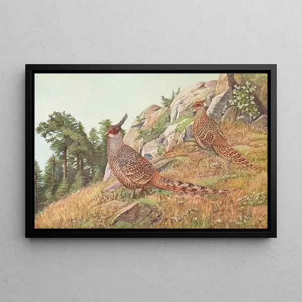 Pheasant Cheer - Louis Agassiz Fuertes — framed artwork on a wall