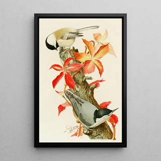 Black-capped Chickadee Sittelle à poitrine blanche - Louis Agassiz Fuertes — framed artwork on a wall