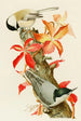Black-capped Chickadee Sittelle à poitrine blanche - Louis Agassiz Fuertes — artwork view