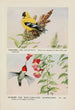 Chicorée le chardonneret Hummer le colibri à gorge rubis - Louis Agassiz Fuertes — artwork view