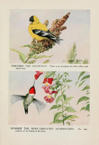 Louis Agassiz Fuertes - Chicoree the Goldfinch Hummer the Rubythroated Hummingbird.webp