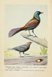 Creaker le quiscale pourpré et le vacher - Louis Agassiz Fuertes — artwork view