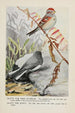 Dotty the tree sparrow Slaty the junco - Louis Agassiz Fuertes — artwork view