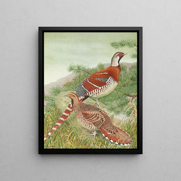 Faisan d'Elliot - Louis Agassiz Fuertes — framed artwork on a wall