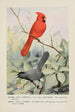 Glory le cardinal Kitty le moqueur chat - Louis Agassiz Fuertes — artwork view