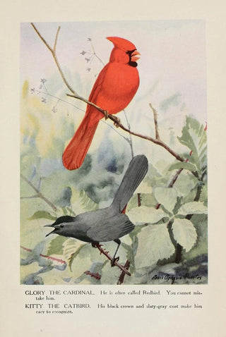 Glory le cardinal Kitty le moqueur chat - Louis Agassiz Fuertes — artwork view
