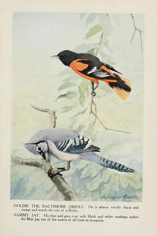 Goldie Baltimore oriole Sammy the jay - Louis Agassiz Fuertes — artwork view